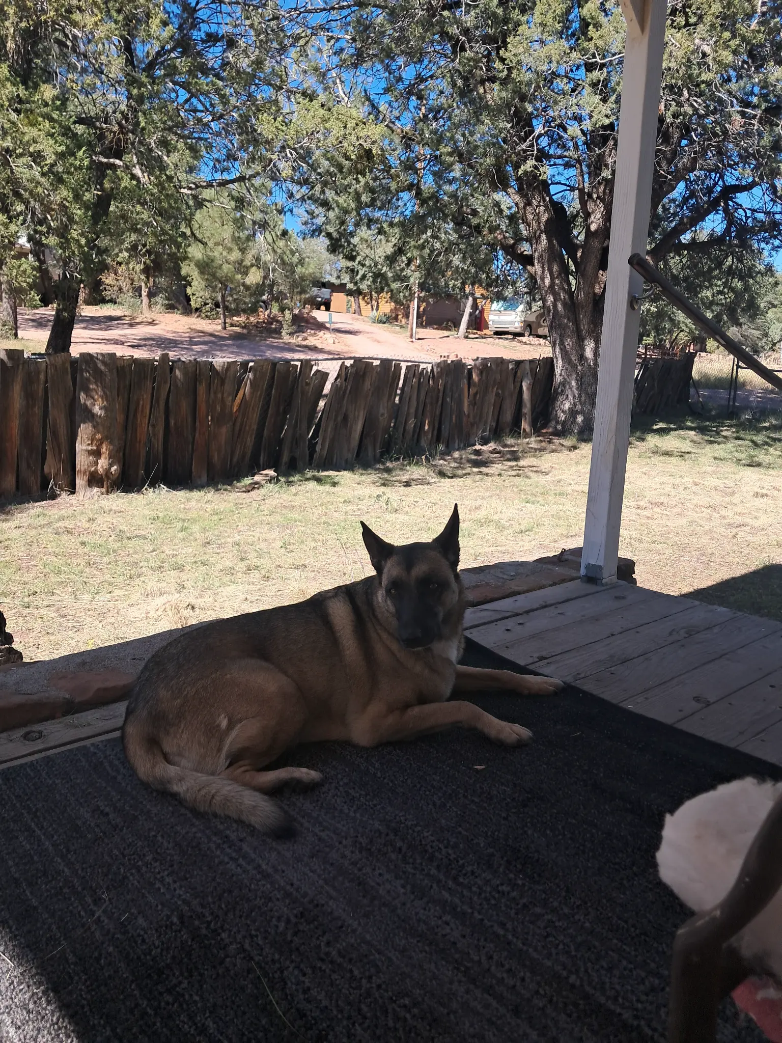 Cleopatra on the porch in Payson
