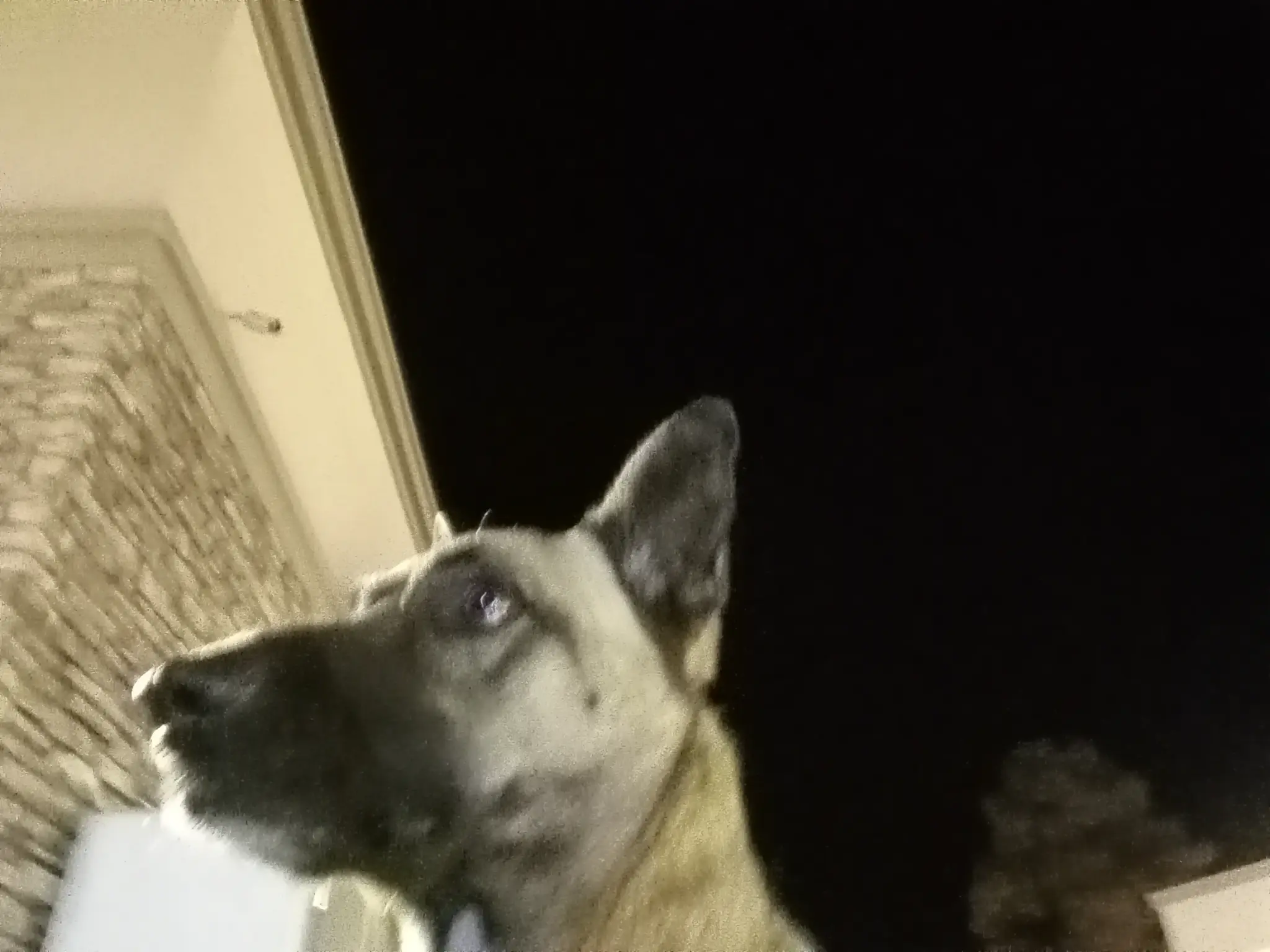 Cleopatra looking up at night