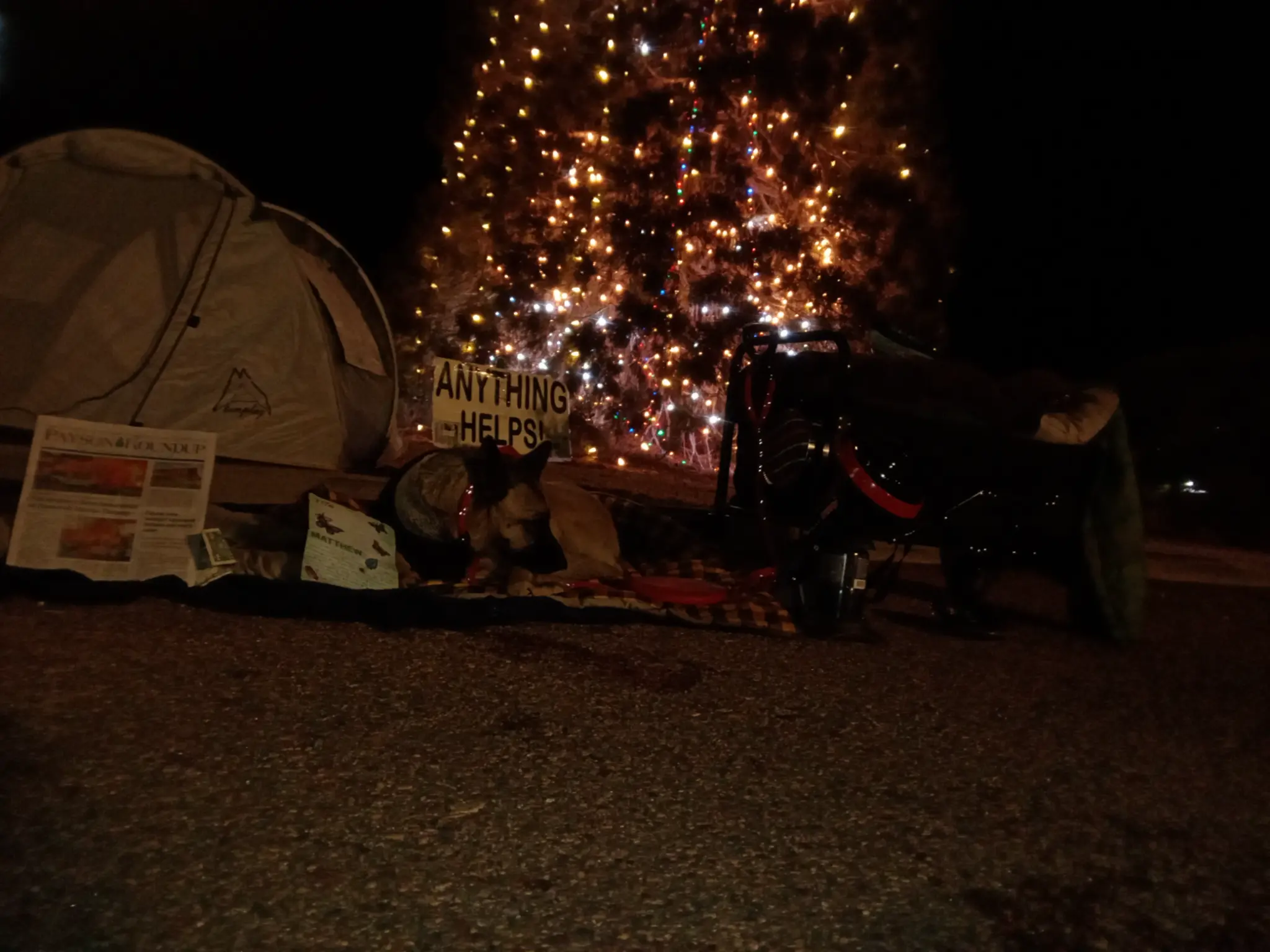 Camp by the Christmas tree — tent, sign, Cleopatra, and the Payson Roundup