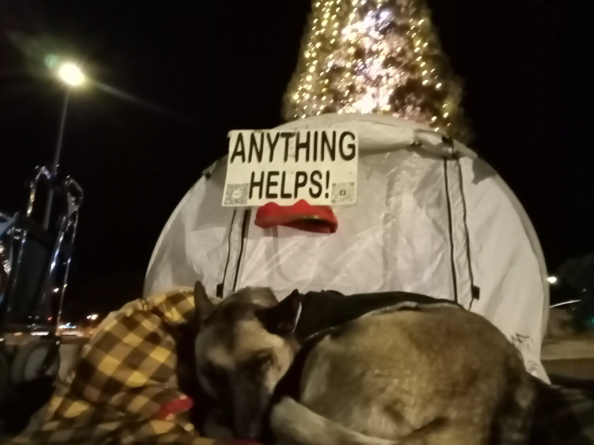 Cleopatra resting by the tent under Christmas lights
