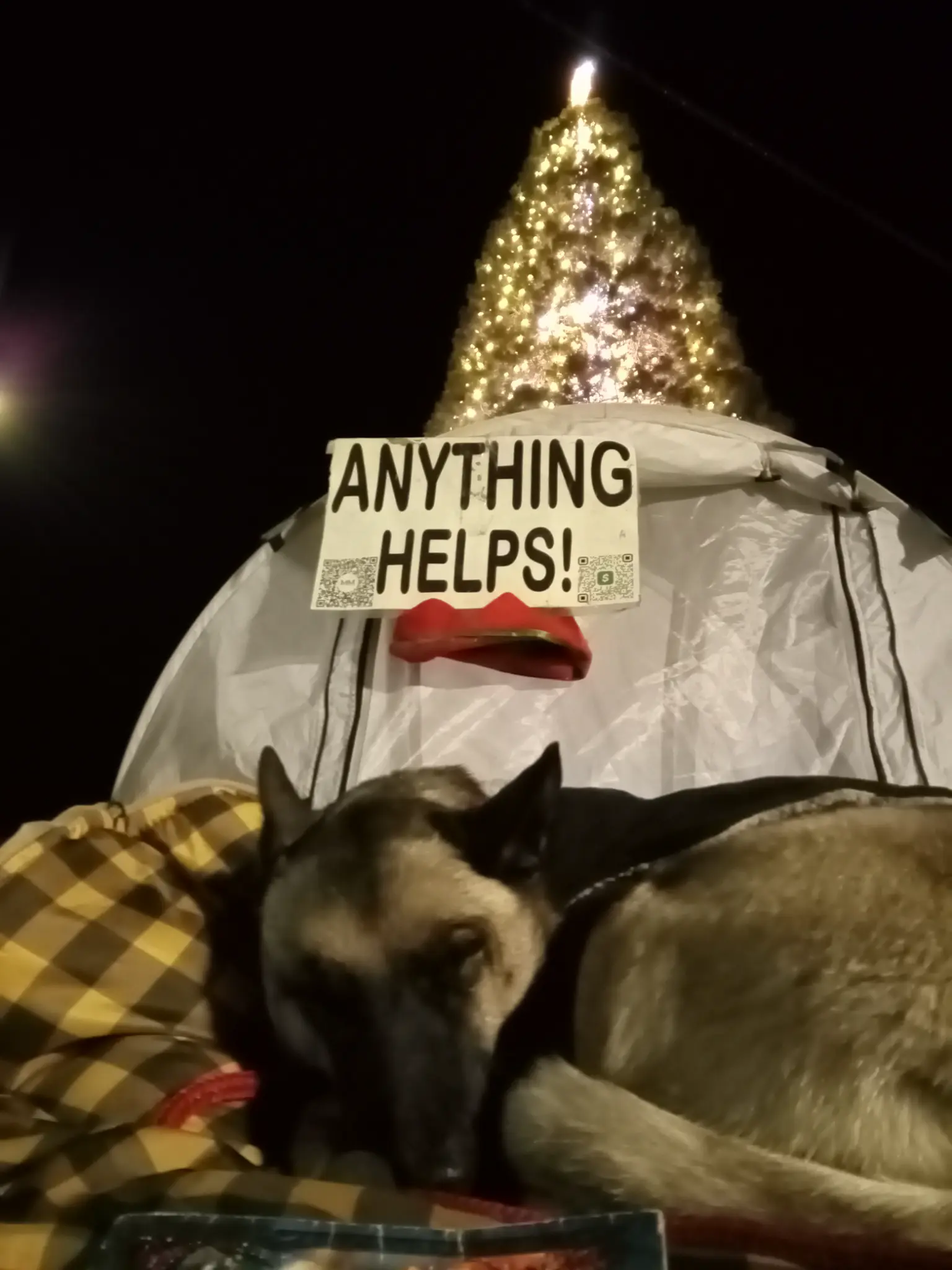 Cleopatra curled up by the tent with 'Anything Helps' sign and Christmas tree